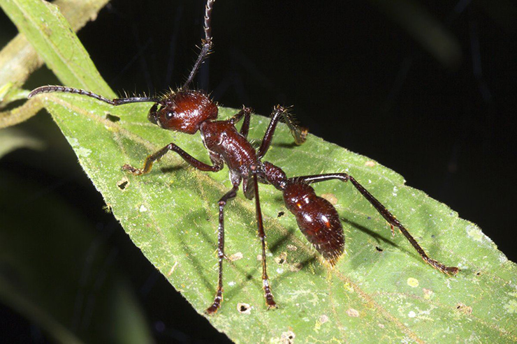 ant-Costa-Rica