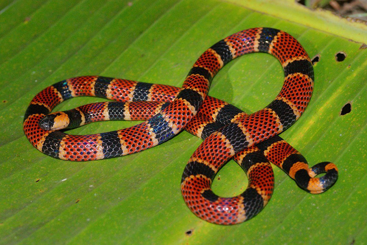 snake-costa-rica