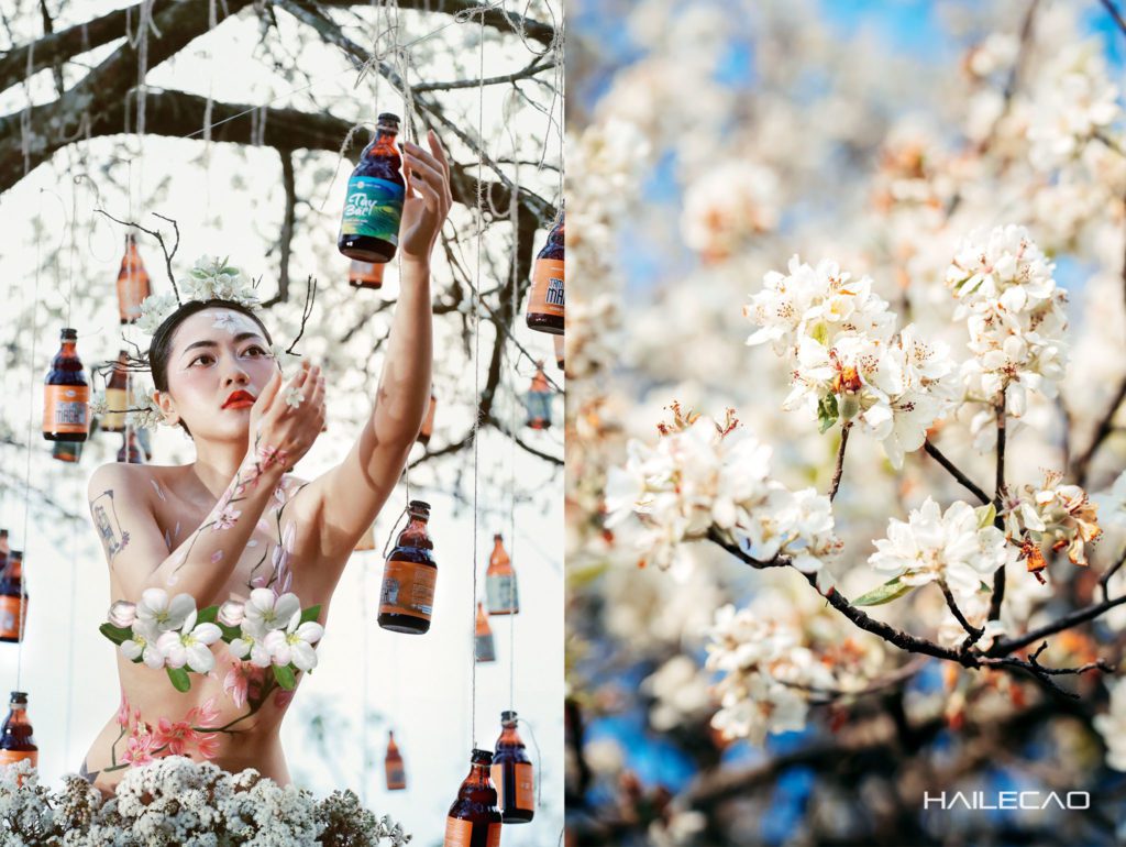 Apple blossoms Northwest Vietnam