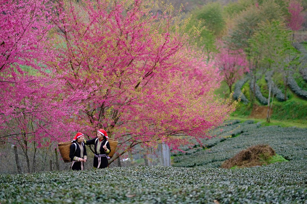 Immerse yourself in spring colors in O Long Tea Hill - Sapa in the ...