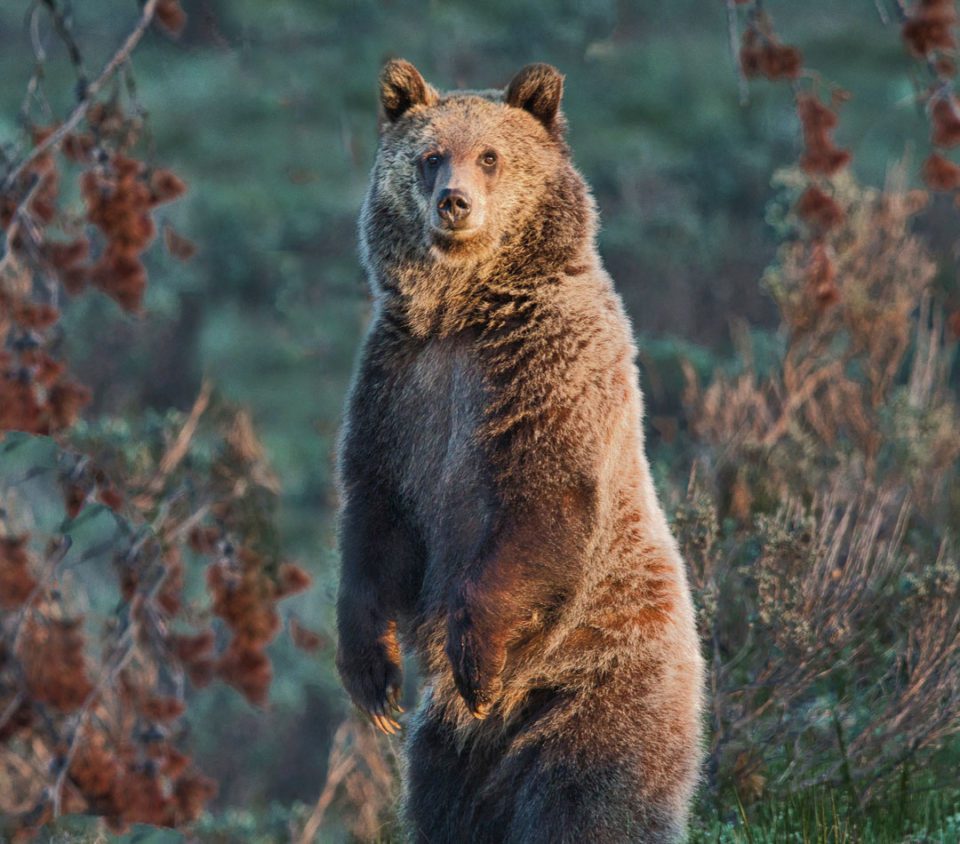 Grand Teton National Park Bear