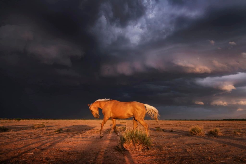 cheval sauvage et la saison des ouragans arrive en Arizona