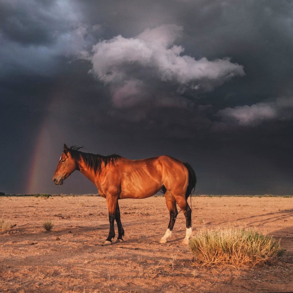 cheval sauvage et la saison des ouragans arrive en Arizona