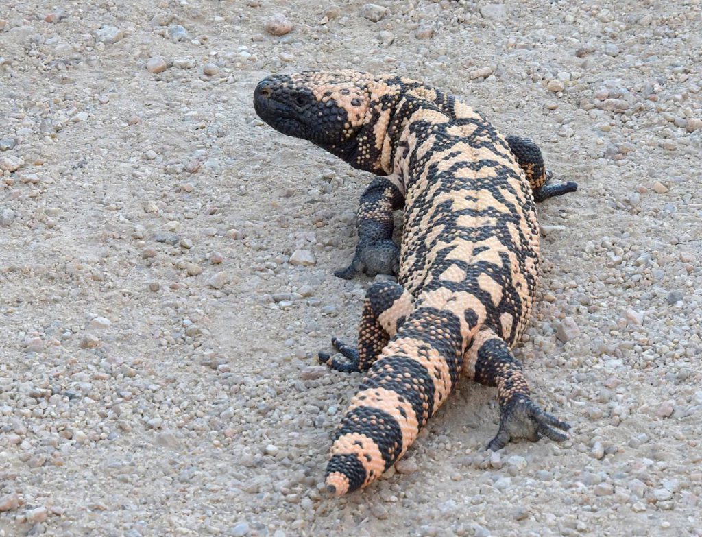 Adventure with Gila Monsters and Snakes