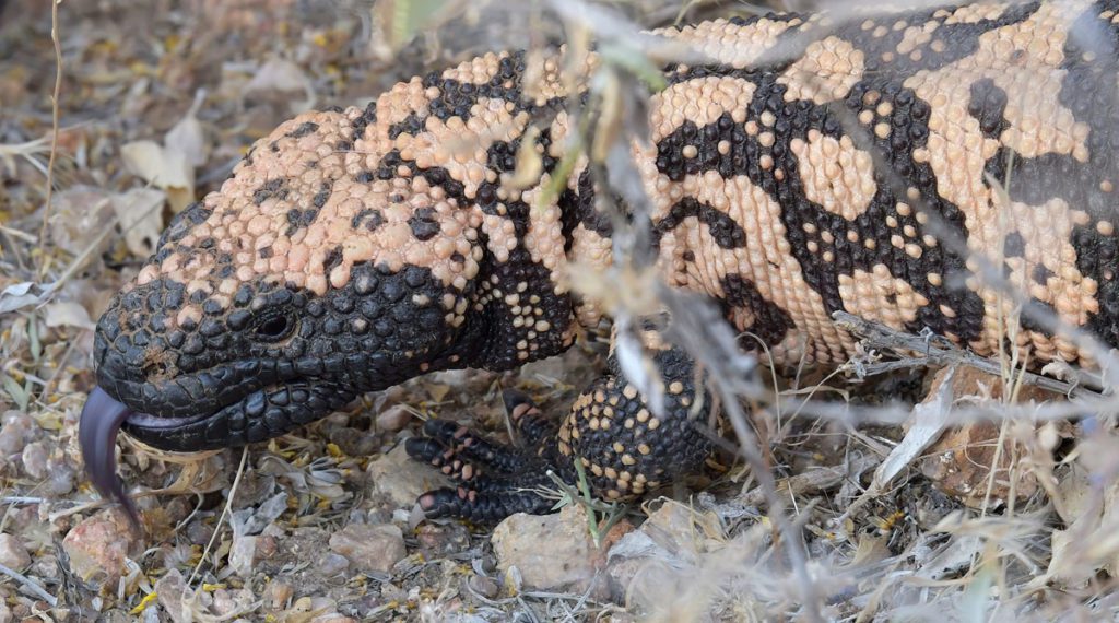 Adventure with Gila Monsters and Snakes