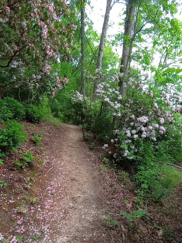 Hiking the Lady Slipper Trail