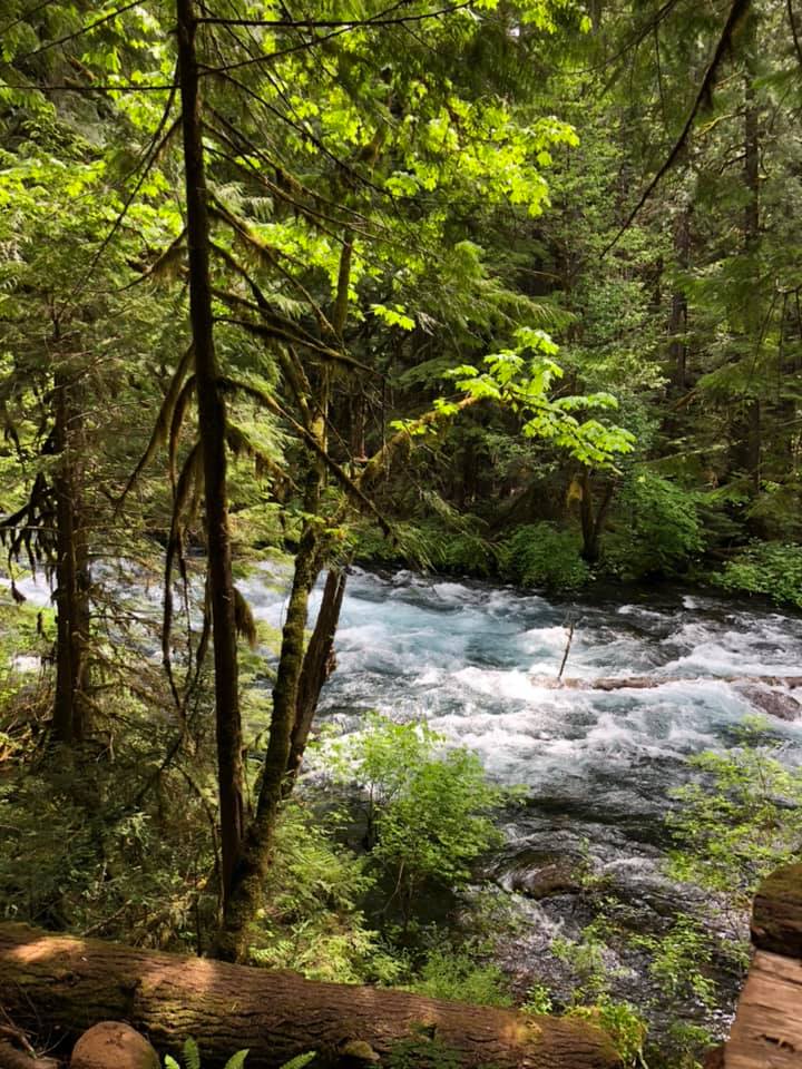 Journey on the McKenzie River Trail