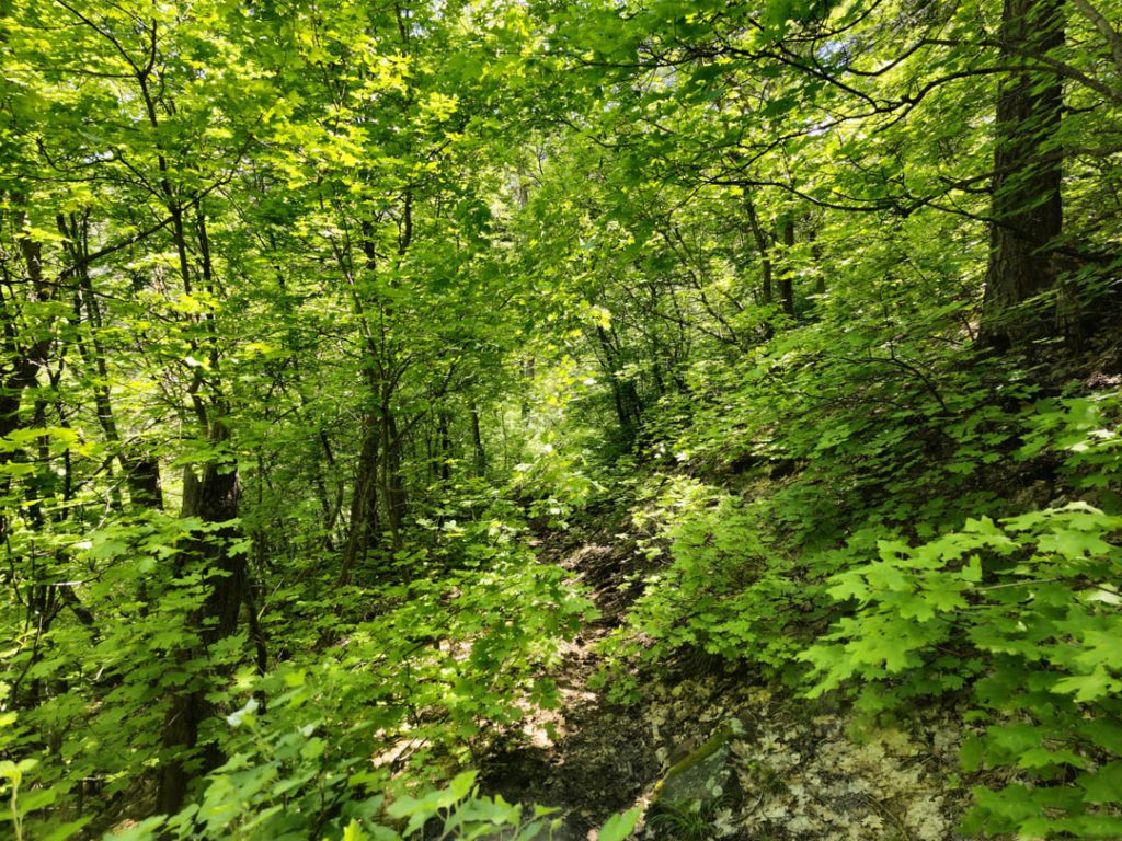 Hike in Horton Creek