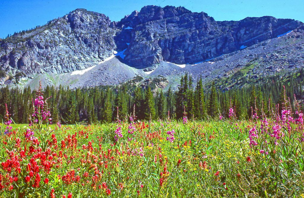 Wildflowers in Utah's Wasatch Range