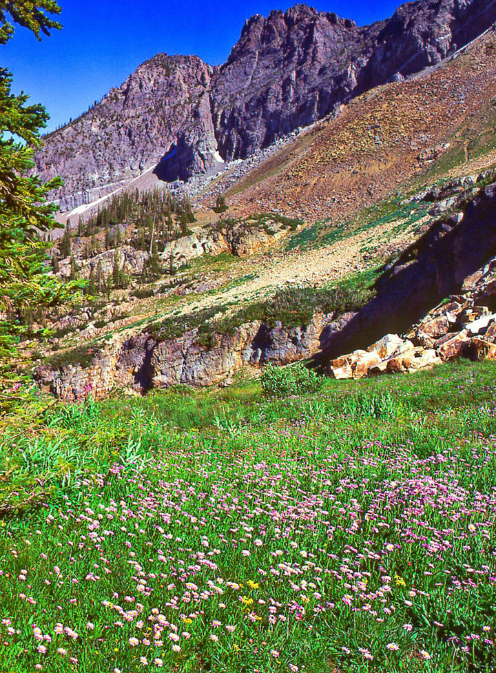 Wildflowers in Utah's Wasatch Range