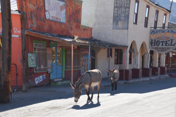 Exploring the Rustic Charms of Downtown Oatman, AZ: A Journey Through 