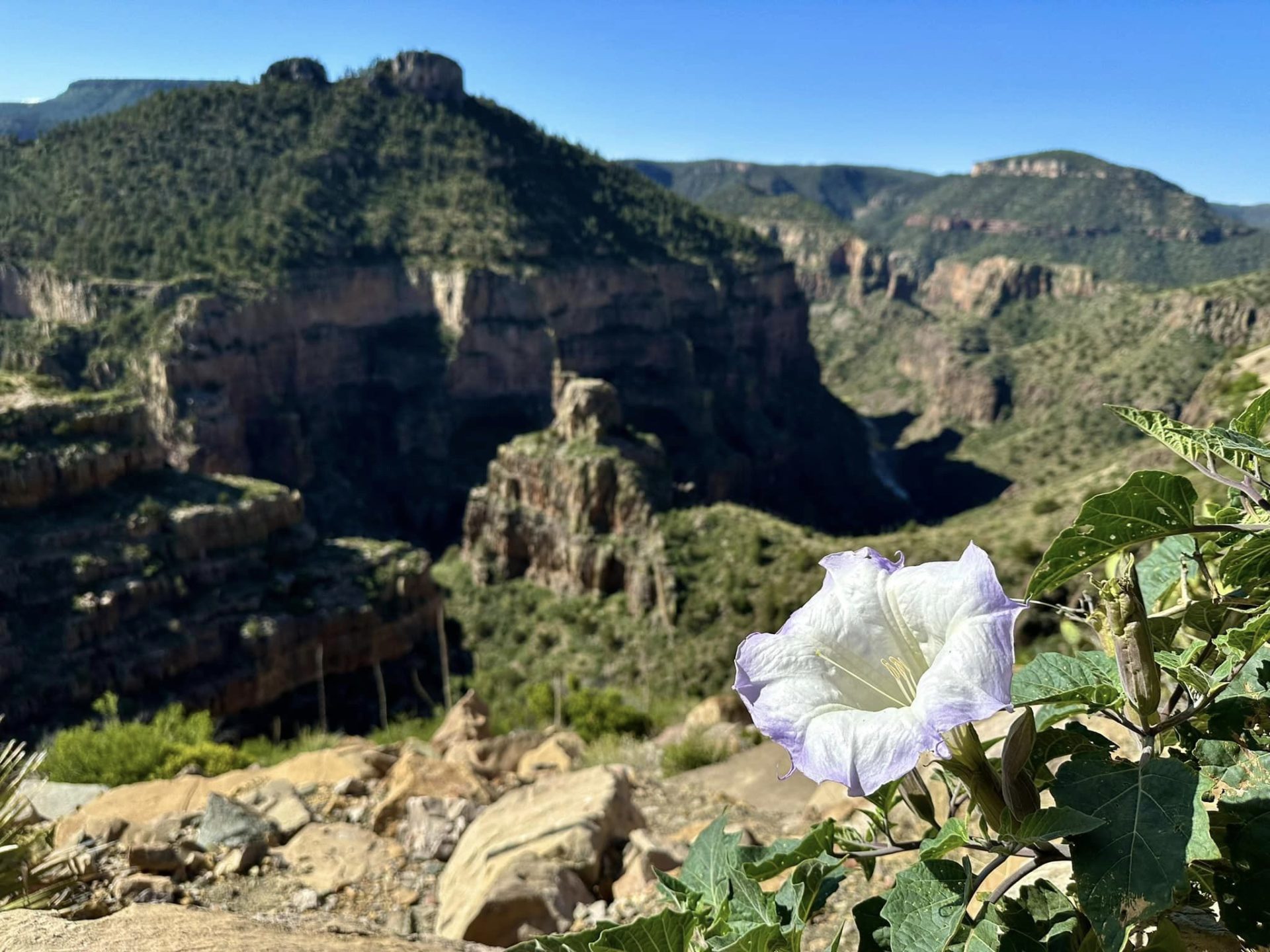 Unveiling the Splendor: Salt River Canyon’s Vibrant Palette – Travel 