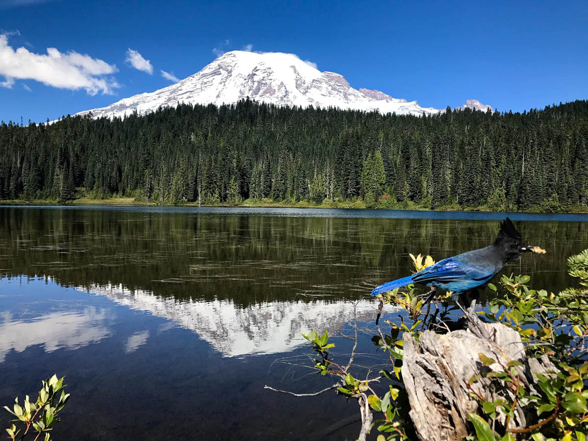 Ascending to Majesty: Discovering the Wonders of Mt. Walker on the Olympic Peninsula