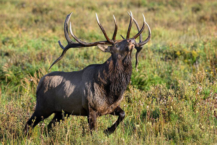 Colorado Elk Adventure