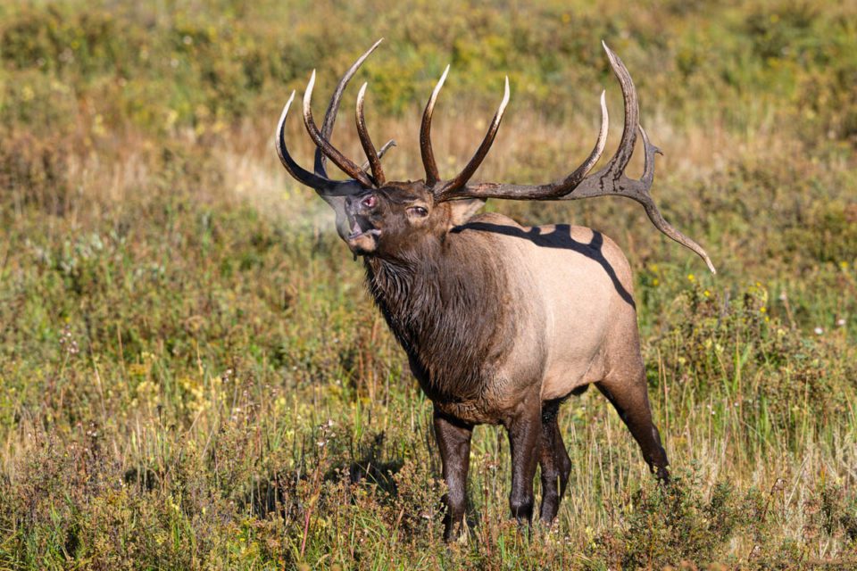 Colorado Elk Adventure