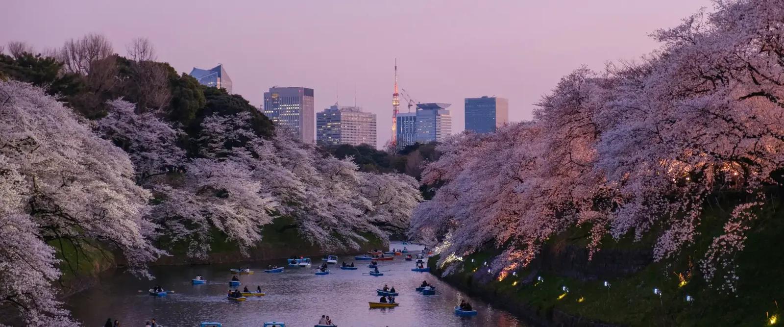 Best Places to Visit in March in the United States Include Cherry Blossoms, Mardi Gras and Desert Hikes With Mild Weather